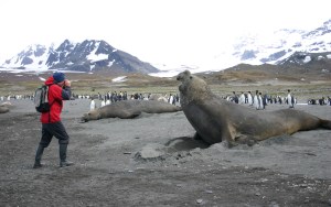 Finn McCann on South Georgia.