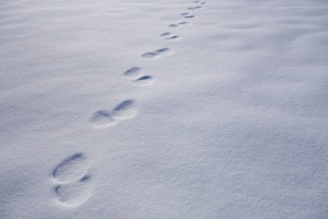 Polar Bear tracks