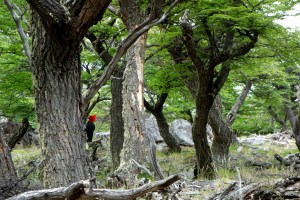 Giant Woodpecker