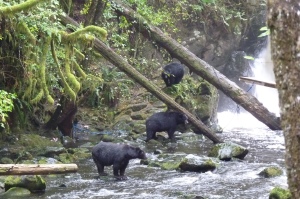 Black bears enjoyng the salmon run on Vancouver Island